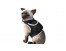 iTrackPET - GPS Pet Tracking Harness-2