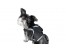 iTrackPET - GPS Pet Tracking Harness