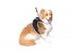 iTrackPET - GPS Pet Tracking Harness-6