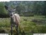 Hunting Game Camera Sample Photo