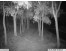 Hunting Game Camera Nightvision Video